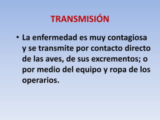 TRANSMISIÓN 
• La enfermedad es muy contagiosa 
y se transmite por contacto directo 
de las aves, de sus excrementos; o 
por medio del equipo y ropa de los 
operarios. 
 