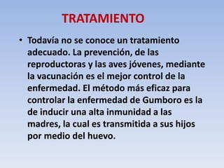 TRATAMIENTO 
• Todavía no se conoce un tratamiento 
adecuado. La prevención, de las 
reproductoras y las aves jóvenes, mediante 
la vacunación es el mejor control de la 
enfermedad. El método más eficaz para 
controlar la enfermedad de Gumboro es la 
de inducir una alta inmunidad a las 
madres, la cual es transmitida a sus hijos 
por medio del huevo. 
 