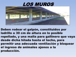 LOS MUROS 
Deben rodear el galpón, constituidos por 
ladrillo a 30 cm de altura en lo posible 
repellado, y una malla para gallinero que vaya 
desde dicha hilada hasta el techo, para 
permitir una adecuada ventilación y bloquear 
el ingreso de animales ajenos a la 
producción. 
 