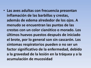 • Las aves adultas con frecuencia presentan 
inflamación de las barbillas y crestas, 
además de edema alrededor de los ojos. A 
menudo se encuentran las puntas de las 
crestas con un color cianótico o morado. Los 
últimos huevos puestos después de iniciado 
el brote, por lo general son sin cascarón. Los 
síntomas respiratorios pueden o no ser un 
factor significativo de la enfermedad, debido 
a la gravedad de la lesión en la tráquea y a la 
acumulación de mucosidad 
 