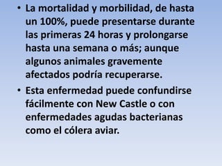 • La mortalidad y morbilidad, de hasta 
un 100%, puede presentarse durante 
las primeras 24 horas y prolongarse 
hasta una semana o más; aunque 
algunos animales gravemente 
afectados podría recuperarse. 
• Esta enfermedad puede confundirse 
fácilmente con New Castle o con 
enfermedades agudas bacterianas 
como el cólera aviar. 
 