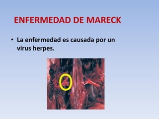 ENFERMEDAD DE MARECK 
• La enfermedad es causada por un 
virus herpes. 
 