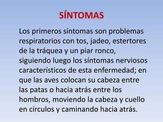 SÍNTOMAS 
Los primeros síntomas son problemas 
respiratorios con tos, jadeo, estertores 
de la tráquea y un piar ronco, 
siguiendo luego los síntomas nerviosos 
característicos de esta enfermedad; en 
que las aves colocan su cabeza entre 
las patas o hacia atrás entre los 
hombros, moviendo la cabeza y cuello 
en círculos y caminando hacia atrás. 
 