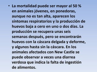 • La mortalidad puede ser mayor al 50 % 
en animales jóvenes, en ponedoras, 
aunque no es tan alta, aparecen los 
síntomas respiratorios y la producción de 
huevos baja a cero en uno o dos días. La 
producción se recupera unas seis 
semanas después, pero se encontrarán 
huevos con la cáscara delgada y deforme, 
y algunos hasta sin la cáscara. En los 
animales afectados con New Castle se 
puede observar a veces una diarrea 
verdosa que indica la falta de ingestión 
de alimentos. 
 