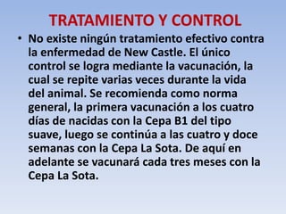 TRATAMIENTO Y CONTROL 
• No existe ningún tratamiento efectivo contra 
la enfermedad de New Castle. El único 
control se logra mediante la vacunación, la 
cual se repite varias veces durante la vida 
del animal. Se recomienda como norma 
general, la primera vacunación a los cuatro 
días de nacidas con la Cepa B1 del tipo 
suave, luego se continúa a las cuatro y doce 
semanas con la Cepa La Sota. De aquí en 
adelante se vacunará cada tres meses con la 
Cepa La Sota. 
 
