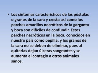 • Los síntomas característicos de las pústulas 
o granos de la cara y cresta así como los 
parches amarillos necróticos de la garganta 
y boca son difíciles de confundir. Estos 
parches necróticos en la boca, conocidos en 
nuestro país como pepilla, y los granos de 
la cara no se deben de eliminar, pues al 
quitarlas dejan úlceras sangrantes y se 
aumenta el contagio a otros animales 
sanos. 
 