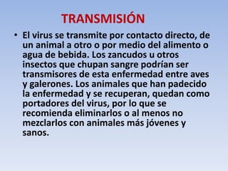 TRANSMISIÓN 
• El virus se transmite por contacto directo, de 
un animal a otro o por medio del alimento o 
agua de bebida. Los zancudos u otros 
insectos que chupan sangre podrían ser 
transmisores de esta enfermedad entre aves 
y galerones. Los animales que han padecido 
la enfermedad y se recuperan, quedan como 
portadores del virus, por lo que se 
recomienda eliminarlos o al menos no 
mezclarlos con animales más jóvenes y 
sanos. 
 