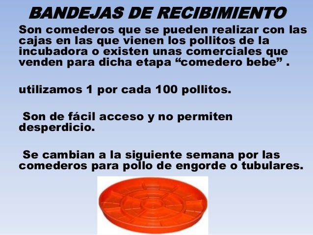 El frio adelgazar o engorde de pollos