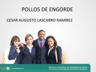POLLOS DE ENGORDE
CESAR AUGUSTO LASCARRO RAMIREZ

 