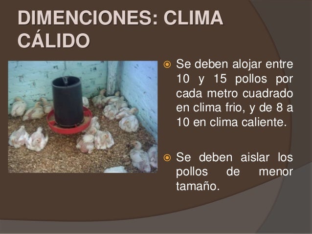 El frio adelgazar o engorde de pollos