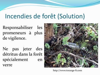 Incendies de forêt (Solution)
http://www.torange-fr.com
Responsabiliser les
promeneurs à plus
de vigilence.
Ne pas jeter des
détritus dans la forêt
spécialement en
verre
 