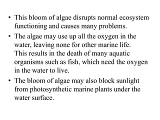 • This bloom of algae disrupts normal ecosystem
functioning and causes many problems.
• The algae may use up all the oxygen in the
water, leaving none for other marine life.
This results in the death of many aquatic
organisms such as fish, which need the oxygen
in the water to live.
• The bloom of algae may also block sunlight
from photosynthetic marine plants under the
water surface.
 