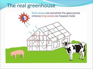 The real greenhouse
 
