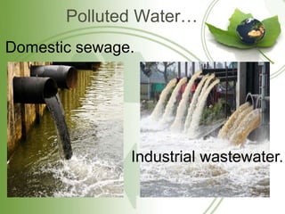 Polluted Water…
Domestic sewage.
Industrial wastewater.
 