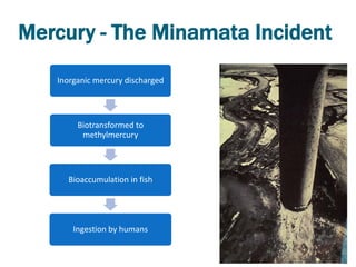Mercury - The Minamata Incident
   Inorganic mercury discharged




        Biotransformed to
         methylmercury




     Bioaccumulation in fish




       Ingestion by humans
 