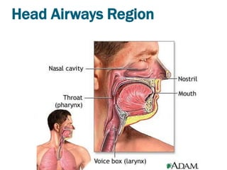 Head Airways Region
 