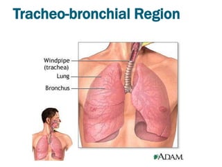 Tracheo-bronchial Region
 