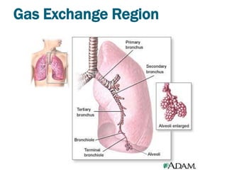 Gas Exchange Region
 