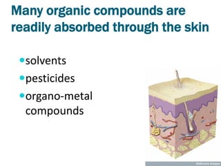Many organic compounds are
readily absorbed through the skin

 solvents
 pesticides
 organo-metal
  compounds
 