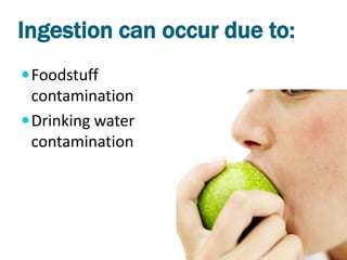 Ingestion can occur due to:
 Foodstuff
  contamination
 Drinking water
  contamination
 