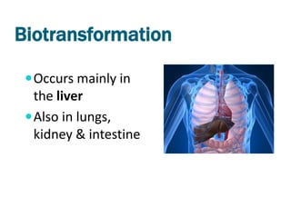 Biotransformation

  Occurs mainly in
   the liver
  Also in lungs,
   kidney & intestine
 