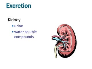 Excretion

Kidney
   urine
   water soluble
   compounds
 