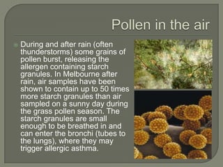    During and after rain (often
    thunderstorms) some grains of
    pollen burst, releasing the
    allergen containing starch
    granules. In Melbourne after
    rain, air samples have been
    shown to contain up to 50 times
    more starch granules than air
    sampled on a sunny day during
    the grass pollen season. The
    starch granules are small
    enough to be breathed in and
    can enter the bronchi (tubes to
    the lungs), where they may
    trigger allergic asthma.
 