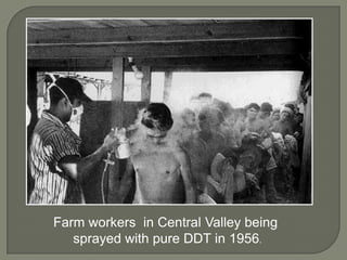 Farm workers  in Central Valley being sprayed with pure DDT in 1956.