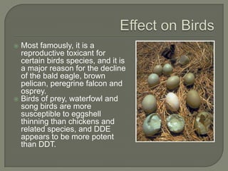 Effect on BirdsMost famously, it is a reproductive toxicant for certain birds species, and it is a major reason for the decline of the bald eagle, brown pelican, peregrine falcon and osprey. Birds of prey, waterfowl and song birds are more susceptible to eggshell thinning than chickens and related species, and DDE appears to be more potent than DDT.