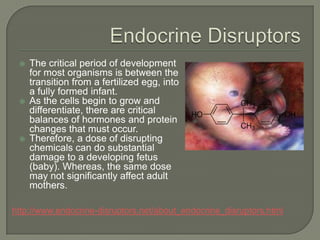 Endocrine DisruptorsThe critical period of development for most organisms is between the transition from a fertilized egg, into a fully formed infant. As the cells begin to grow and differentiate, there are critical balances of hormones and protein changes that must occur.Therefore, a dose of disrupting chemicals can do substantial damage to a developing fetus (baby). Whereas, the same dose may not significantly affect adult mothers.http://www.endocrine-disruptors.net/about_endocrine_disruptors.html