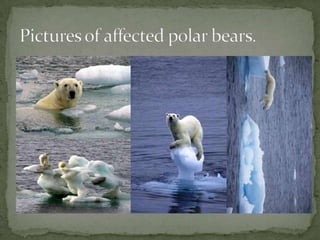 Pictures of affected polar bears.