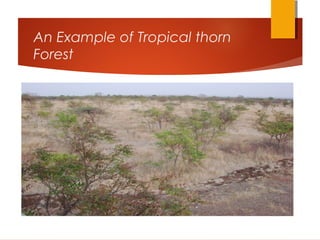 An Example of Tropical thorn
Forest
 