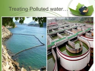 Treating Polluted water…
 