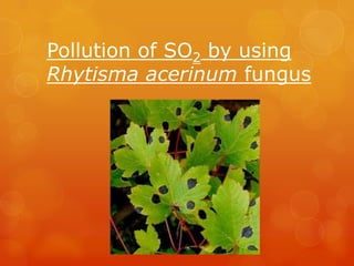 Pollution of SO2 by using
Rhytisma acerinum fungus
 
