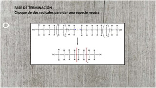 FASE DE TERMINACIÓN
Choque de dos radicales para dar una especie neutra
 