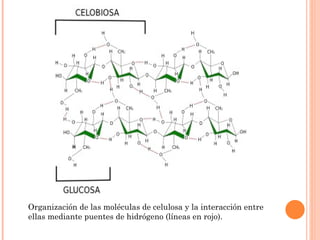 Organización de las moléculas de celulosa y la interacción entre
ellas mediante puentes de hidrógeno (líneas en rojo).
 