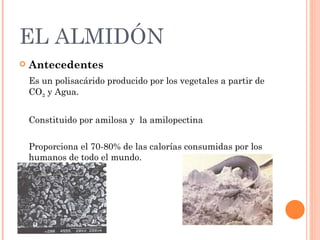 EL ALMIDÓN
   Antecedentes
    Es un polisacárido producido por los vegetales a partir de
    CO2 y Agua.


    Constituido por amilosa y la amilopectina

    Proporciona el 70-80% de las calorías consumidas por los
    humanos de todo el mundo.
 