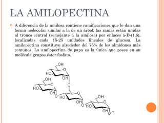 LA AMILOPECTINA
   A diferencia de la amilosa contiene ramificaciones que le dan una
    forma molecular similar a la de un árbol; las ramas están unidas
    al tronco central (semejante a la amilosa) por enlaces a-D-(1,6),
    localizadas cada 15-25 unidades lineales de glucosa. La
    amilopectina constituye alrededor del 75% de los almidones más
    comunes. La amilopectina de papa es la única que posee en su
    molécula grupos éster fosfato.
 