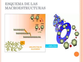 ESQUEMA DE LAS
MACROESTRUCTURAS
 