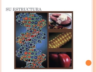 SU ESTRUCTURA
 