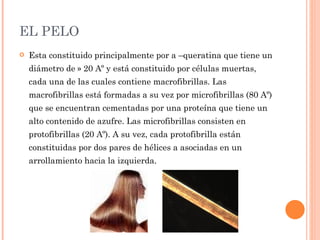 EL PELO
   Esta constituido principalmente por a –queratina que tiene un
    diámetro de » 20 Aº y está constituido por células muertas,
    cada una de las cuales contiene macrofibrillas. Las
    macrofibrillas está formadas a su vez por microfibrillas (80 Aº)
    que se encuentran cementadas por una proteína que tiene un
    alto contenido de azufre. Las microfibrillas consisten en
    protofibrillas (20 Aº). A su vez, cada protofibrilla están
    constituidas por dos pares de hélices a asociadas en un
    arrollamiento hacia la izquierda.
 