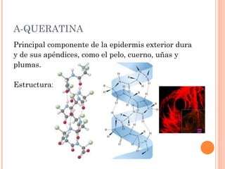 Α-QUERATINA
Principal componente de la epidermis exterior dura
y de sus apéndices, como el pelo, cuerno, uñas y
plumas.

Estructura:
 