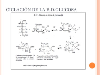 CICLACIÓN DE LA Β-D-GLUCOSA
 