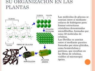 SU ORGANIZACIÓN EN LAS
PLANTAS
                 Las moléculas de glucosa se
                 asocian entre sí mediante
                 enlaces de hidrógeno para
                 formar estructuras
                 cristalinas denominadas
                 microfibrillas, formadas por
                 unas 50 moléculas de
                 celulosa.
                 Las fibrillas se asocian
                 entre sí mediante puentes
                 formados por otros glúcidos,
                 como hemicelulosa y
                 pectinas, que resultan en
                 las fibras de celulosa,
                 visibles al microscopio
                 óptico.
 