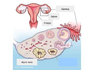 Јајовод
Јајник
Жуто тело
Утерус
 
