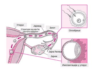 Оплођење
Зигот
Јајовод
Утерус
Јајник
Имплантација у утерус
Јајна ћелија
Структура од које ће
настати ембрион
 