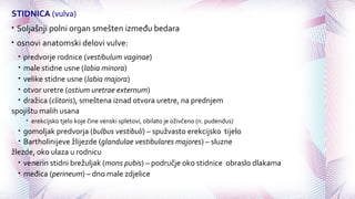STIDNICA (vulva)
• Soljašnji polni organ smešten između bedara
• osnovi anatomski delovi vulve:
• predvorje rodnice (vestibulum vaginae)
• male stidne usne (labia minora)
• velike stidne usne (labia majora)
• otvor uretre (ostium uretrae externum)
• dražica (clitoris), smeštena iznad otvora uretre, na prednjem
spojištu malih usana
• erekcijsko tjelo koje čine venski spletovi, obilato je oživčeno (n. pudendus)
• gomoljak predvorja (bulbus vestibuli) – spužvasto erekcijsko tijelo
• Bartholinijeve žlijezde (glandulae vestibulares majores) – sluzne
žlezde, oko ulaza u rodnicu
• venerin stidni brežuljak (mons pubis) – područje oko stidnice obraslo dlakama
• međica (perineum) – dno male zdjelice
 