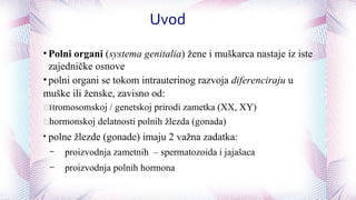 Uvod
• Polni organi (systema genitalia) žene i muškarca nastaje iz iste
zajedničke osnove
• polni organi se tokom intrauterinog razvoja diferenciraju u
muške ili ženske, zavisno od:
Hromosomskoj / genetskoj prirodi zametka (XX, XY)
hormonskoj delatnosti polnih žlezda (gonada)
• polne žlezde (gonade) imaju 2 važna zadatka:
– proizvodnja zametnih – spermatozoida i jajašaca
– proizvodnja polnih hormona
 