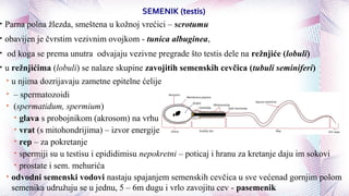 SEMENIK (testis)
• Parna polna žlezda, smeštena u kožnoj vrećici – scrotumu
• obavijen je čvrstim vezivnim ovojkom - tunica albuginea,
• od koga se prema unutra odvajaju vezivne pregrade što testis dele na režnjiće (lobuli)
• u režnjićima (lobuli) se nalaze skupine zavojitih semenskih cevčica (tubuli seminiferi)
• u njima dozrijavaju zametne epitelne ćelije
• – spermatozoidi
• (spermatidum, spermium)
• glava s probojnikom (akrosom) na vrhu
• vrat (s mitohondrijima) – izvor energije
• rep – za pokretanje
• spermiji su u testisu i epididimisu nepokretni – poticaj i hranu za kretanje daju im sokovi
• prostate i sem. mehurića
• odvodni semenski vodovi nastaju spajanjem semenskih cevčica u sve većenad gornjim polom
semenika udružuju se u jednu, 5 – 6m dugu i vrlo zavojitu cev - pasemenik
 