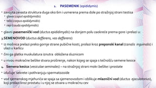 2. PASEMENIK (epididymis)
• zavojita cevasta struktura duga oko 6m i usmerena prema dole po stražnjoj strani testisa
• glava (caput epididymidis)
• telo (corpus epididymidis)
• rep (cauda epididymidis)
• glavni pasemenički vod (ductus epididimydis) na donjem polu zaokreće prema gore i prelazi u:
3.SEMENOVOD (ductus defferens, vas defferens)
• iz mošnica prelazi preko gornje strane pubične kosti, prolazi kroz preponski kanal (canalis inguinalis) i
ulazi u karlicu
• čini ga glatka muskulatura iznutra obložena sluznicom
• u nivou mokraćne bešike stvara proširenje, nakon kojeg se spaja s tečnošću semene kesice
4. Semena kesica (vesiculae seminales) – na stražnjoj strani mokr.bešike i prostate
• izlučuje sekrete i pothranjuju spermatozoide
• vod sjemenskog mjehurića se spaja sa sjemenovodom i oblikuje mlaznični vod (ductus ejaculatorius),
koji prolazi kroz prostatu i u njoj se otvara u mokraćnu cev
 